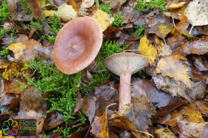 lactarius rufus (2) (1000 x 667).jpg_product_product_product_product_product_product